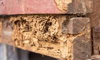 Termite Inspections