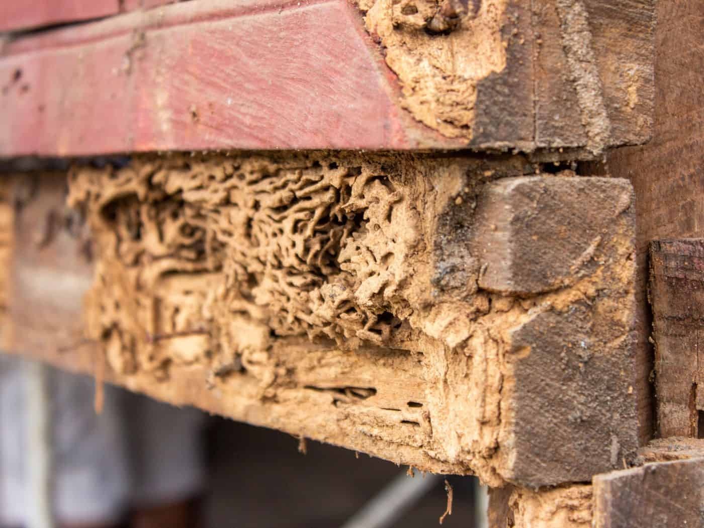 Termite Inspections