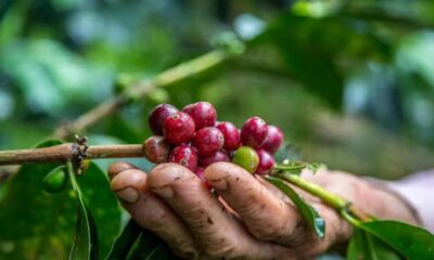 agile project management of coffee internationally in honduras