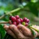 agile project management of coffee internationally in honduras