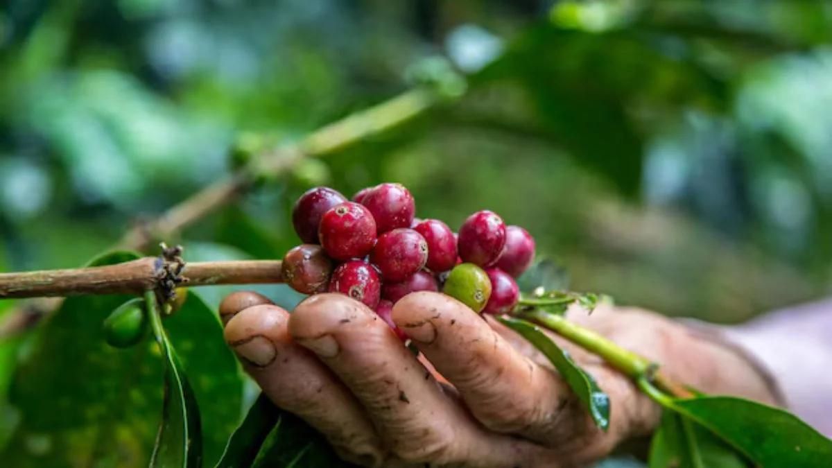 agile project management of coffee internationally in honduras