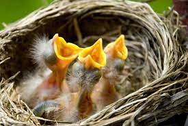 what do baby birds eat