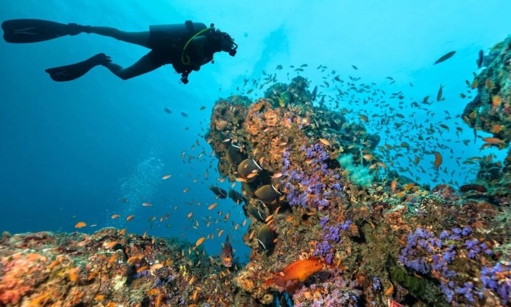 Maldives Scuba Diving