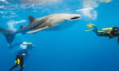 Whale Shark