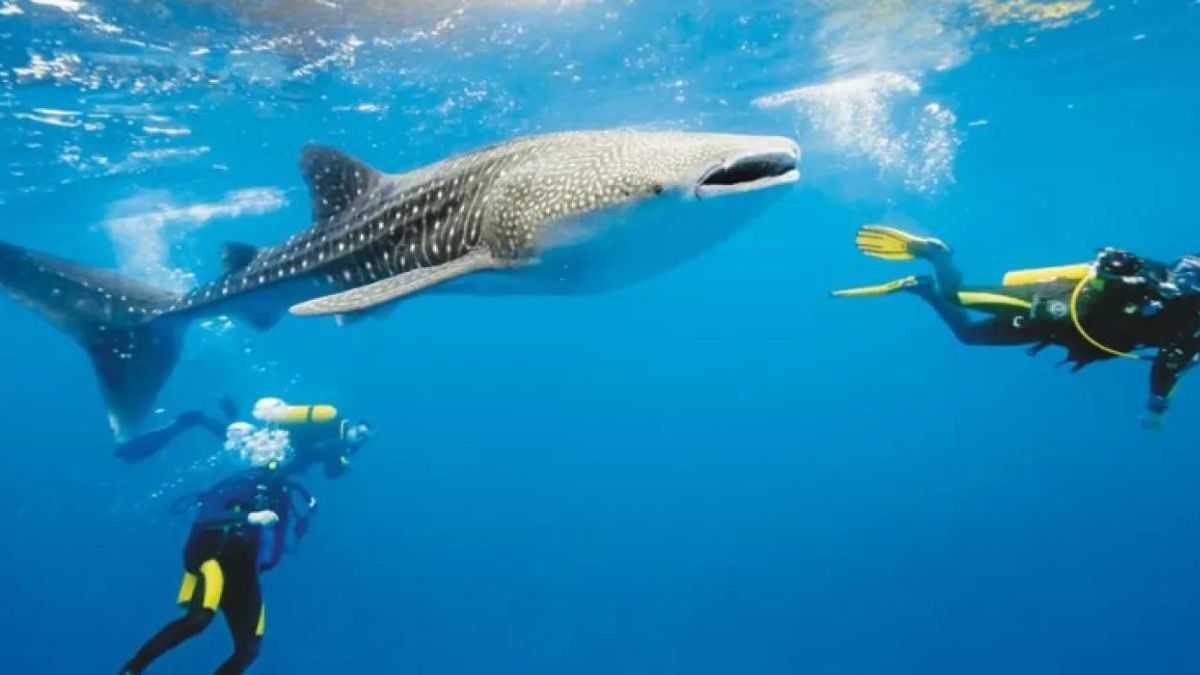 Whale Shark