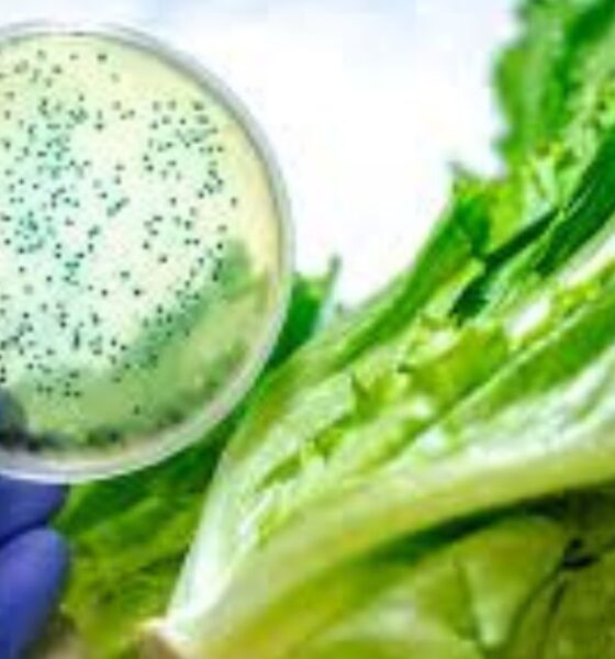 Listeria Testing in the Produce Industry: How Reliable Is It